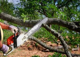 Best Lawn Disease Treatment  in Yuipa, CA