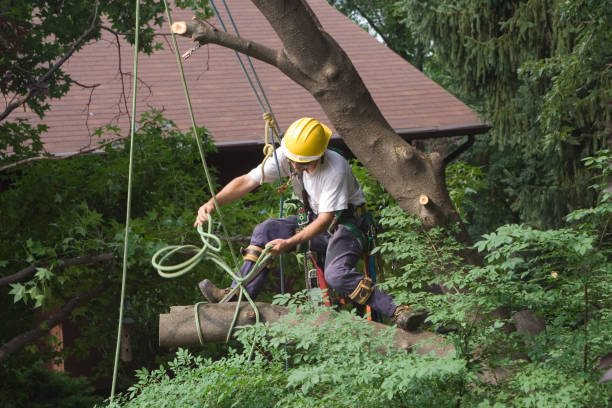 Yucaipa, CA Tree Care Company