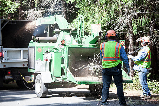 How Our Tree Care Process Works  in  Yucaipa, CA