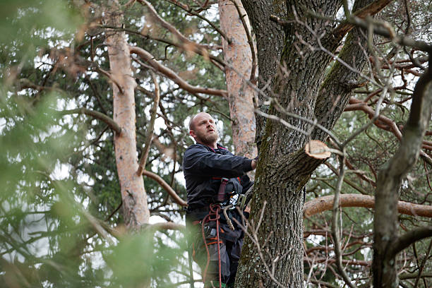 Best Tree Mulching  in Yuipa, CA
