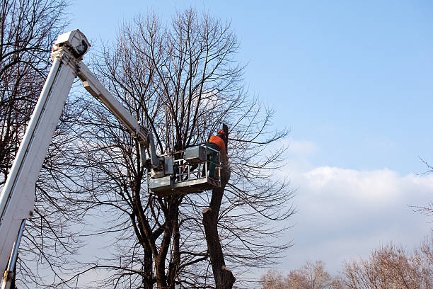 Best Utility Line Clearance  in Yuipa, CA